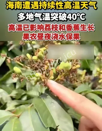 海南高温